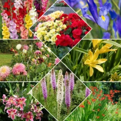Sommerblumen-Beet-Mix 1,5 m² - Ein fertiges Blütenbeet