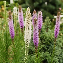 Sommerblumen-Beet-Mix 1,5 m² - Ein fertiges Blütenbeet