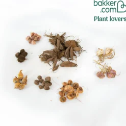 Sommerblumen-Beet-Mix 1,5 m² - Ein fertiges Blütenbeet