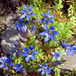 Sommer-Enzian - Sattes Blau bis in den Herbst