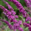 Sommerflieder 'Berries & Cream' - Zwei Farben, ein Blütentraum