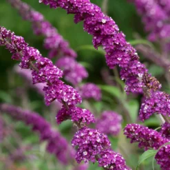 Sommerflieder 'Berries & Cream' - Zwei Farben, ein Blütentraum