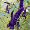 Sommerflieder 'Black Knight' - Tiefstes Violett im Garten