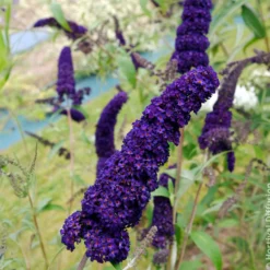 Sommerflieder 'Black Knight' - Tiefstes Violett im Garten