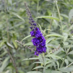Sommerflieder 'Black Knight' - Tiefstes Violett im Garten