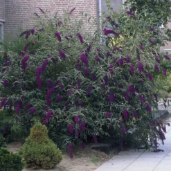 Sommerflieder 'Black Knight' - Tiefstes Violett im Garten