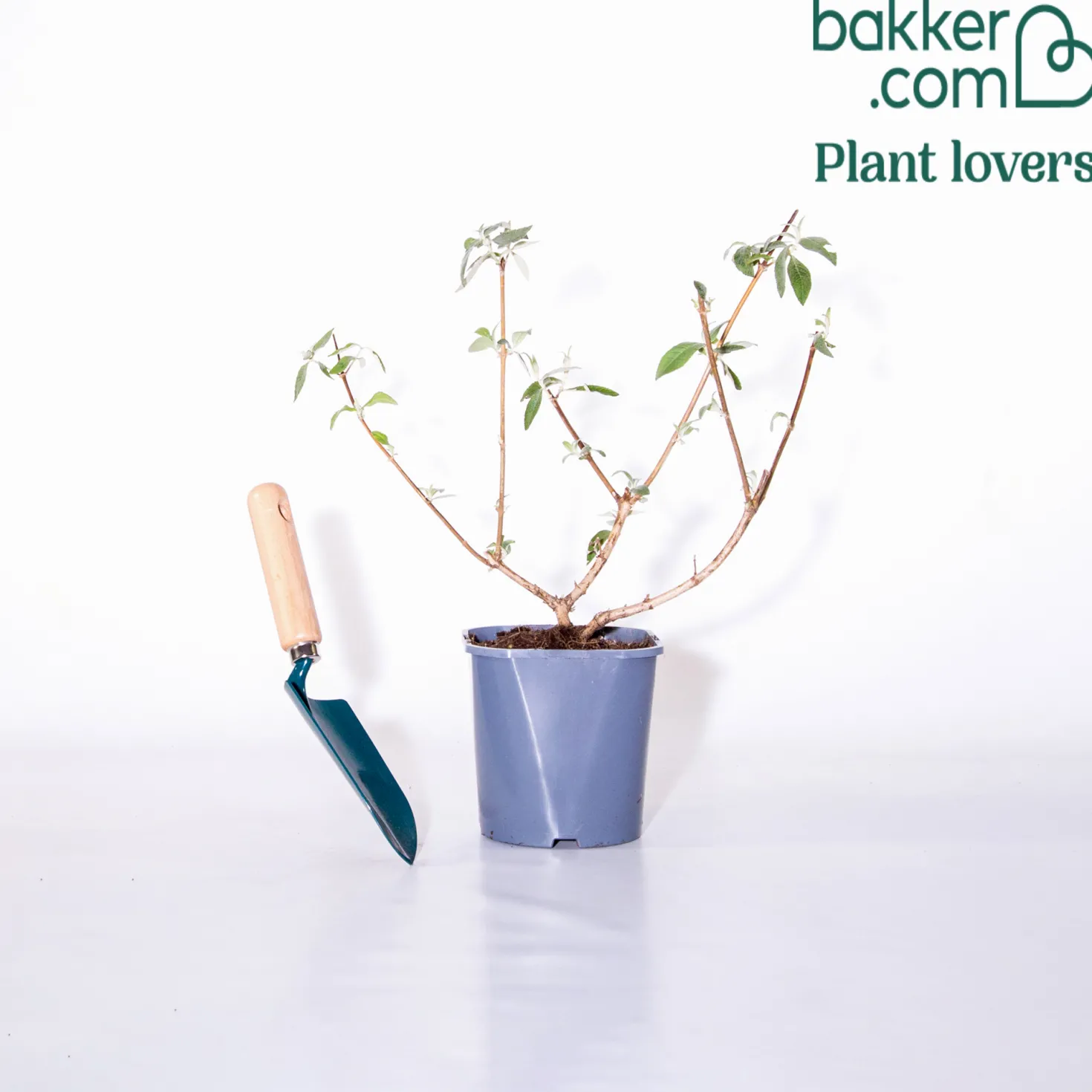 Sommerflieder Flower Power - Ein Magnet für Schmetterlinge