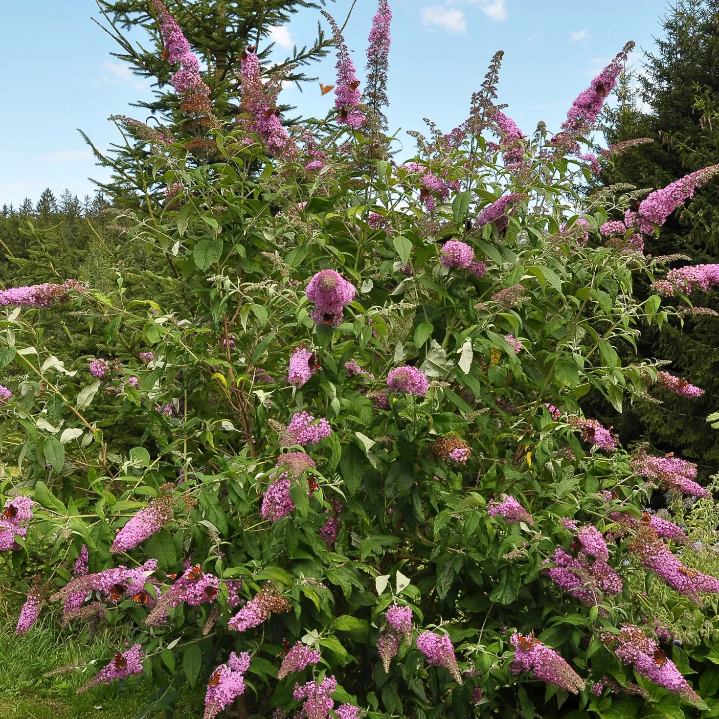 Sommerflieder Flower Power - Ein Magnet für Schmetterlinge