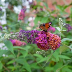 Sommerflieder Flower Power - Ein Magnet für Schmetterlinge