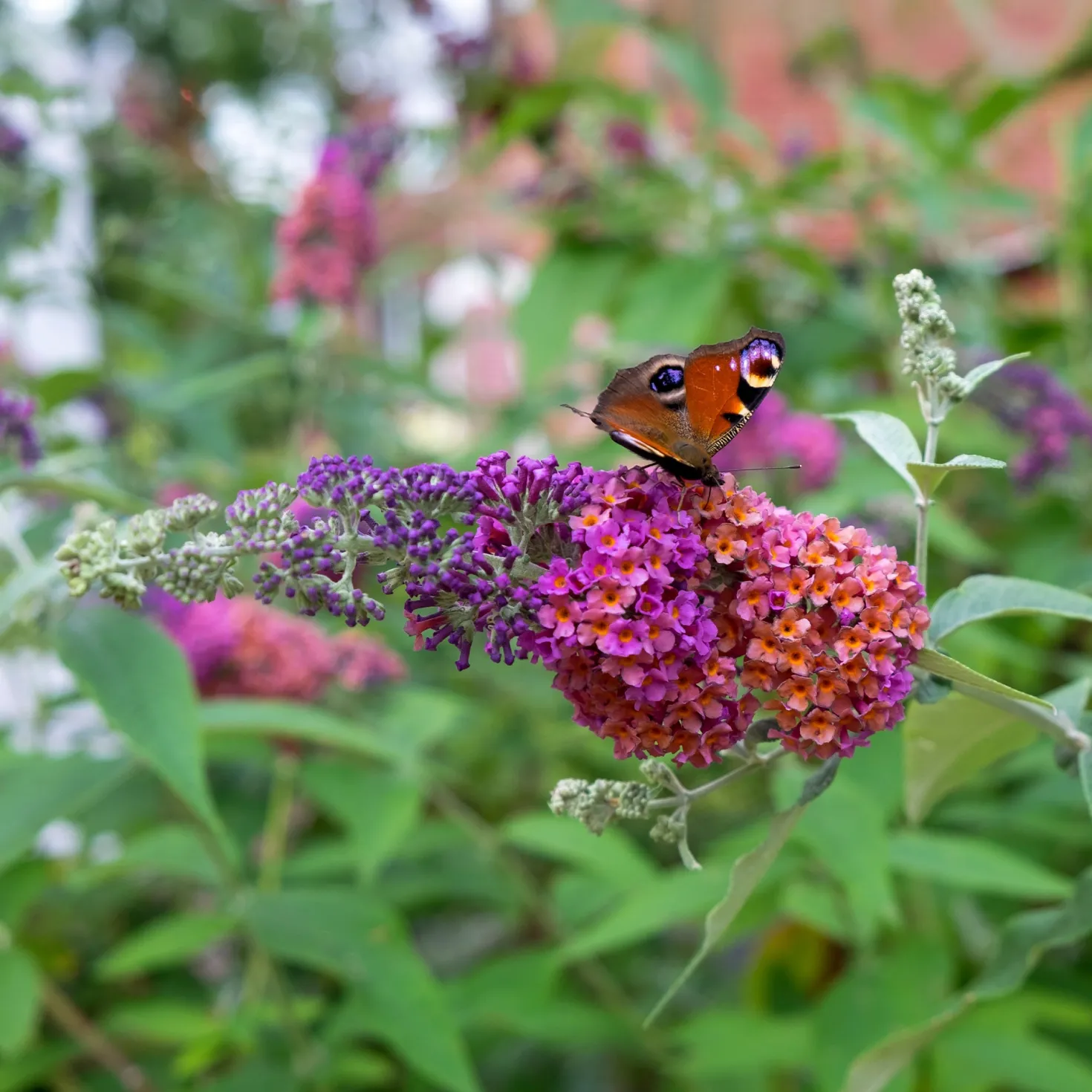 Sommerflieder Flower Power - Ein Magnet für Schmetterlinge