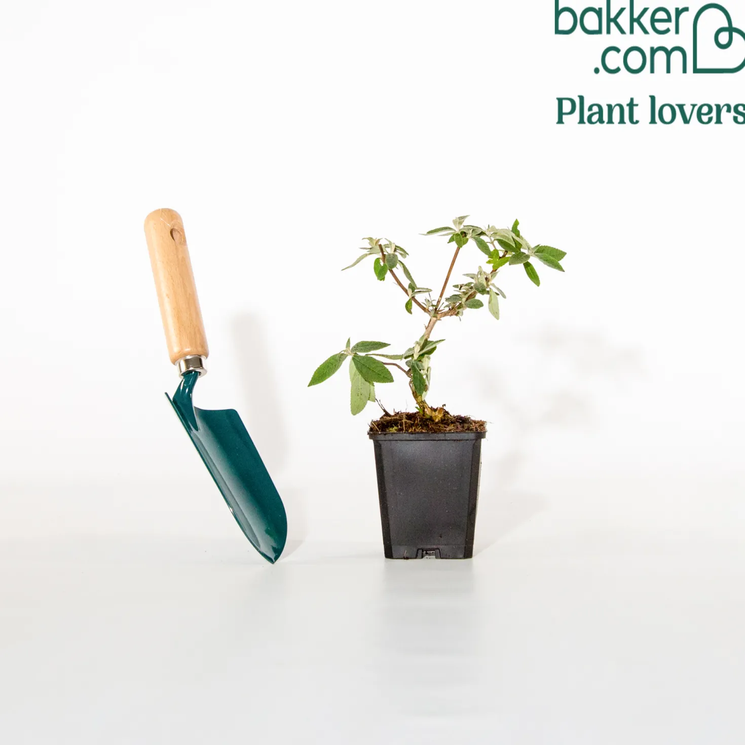 Sommerflieder Flower Power - Ein Magnet für Schmetterlinge