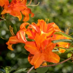Sommergrüne Azalee 'Glowing Embers' - Feuriges Orange im Garten