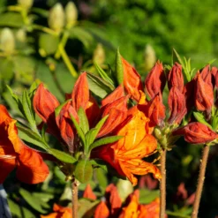 Sommergrüne Azalee 'Glowing Embers' - Feuriges Orange im Garten