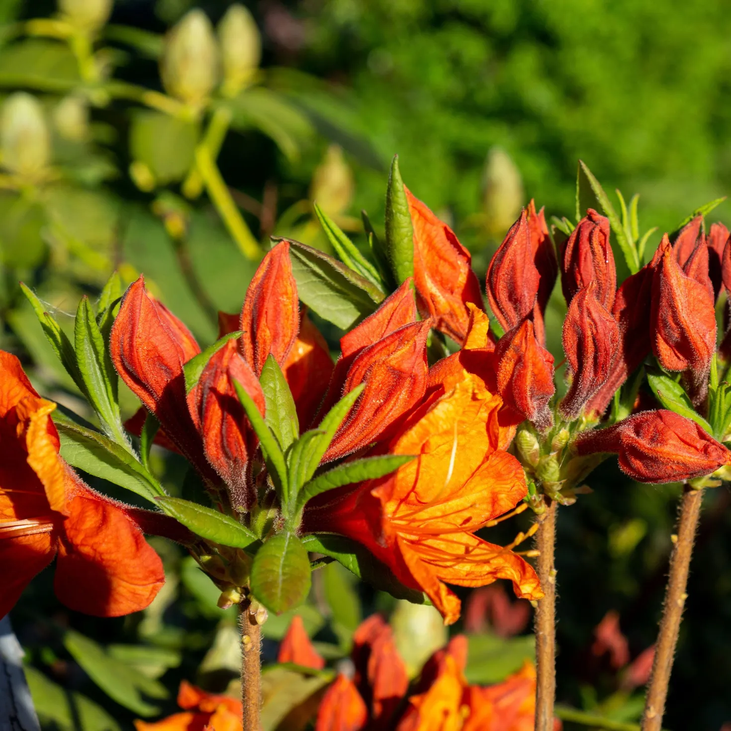 Sommergrüne Azalee 'Glowing Embers' - Feuriges Orange im Garten