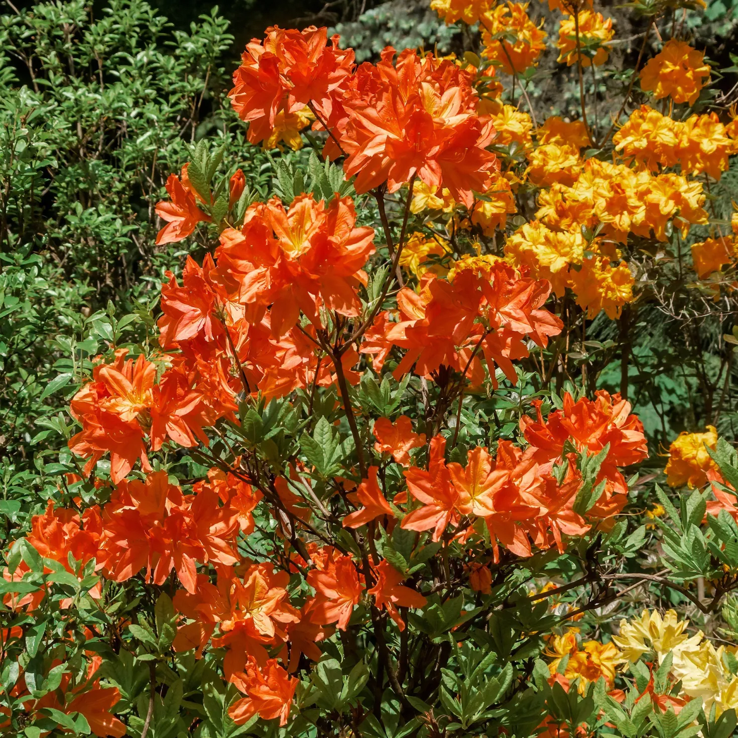 Sommergrüne Azalee 'Glowing Embers' - Feuriges Orange im Garten