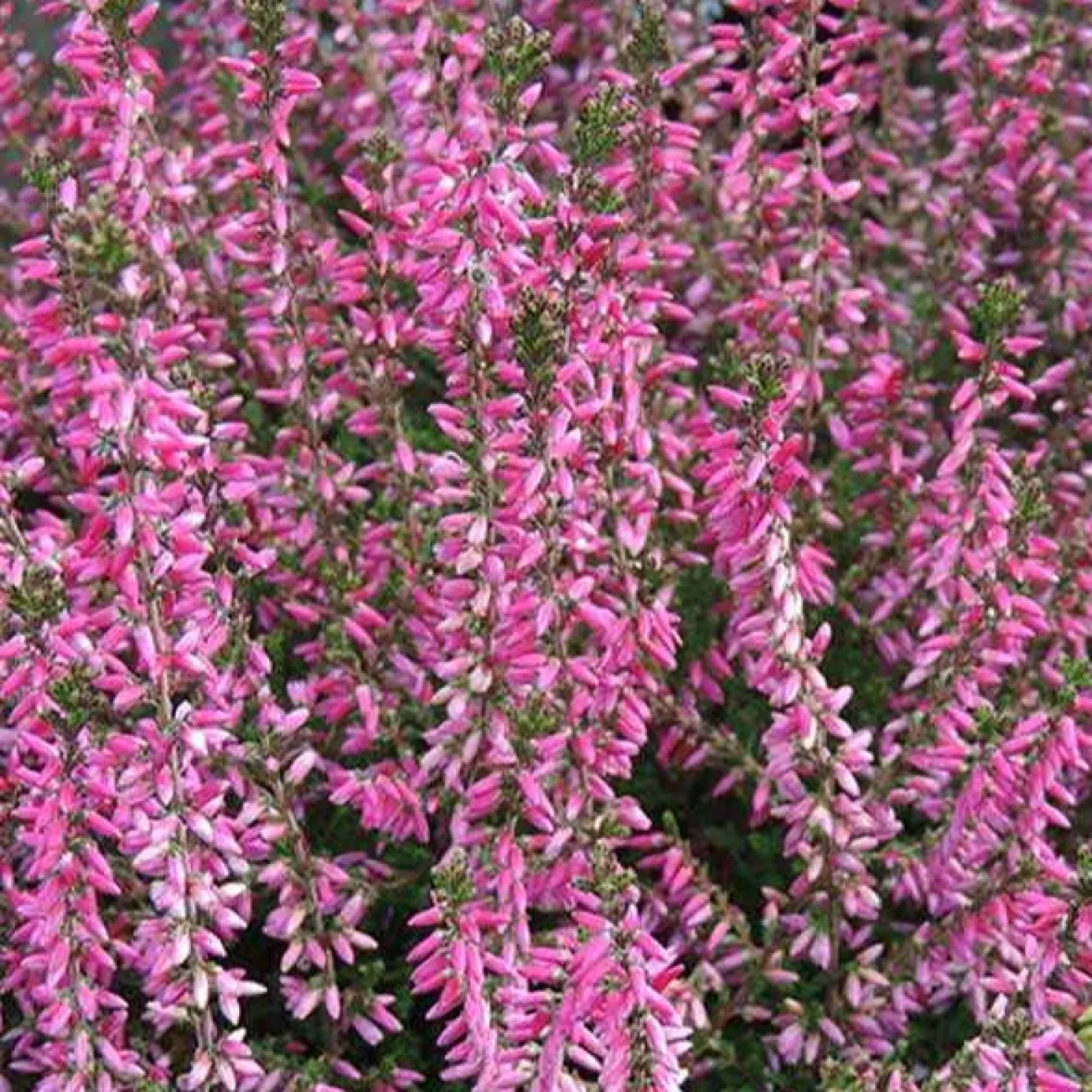 Sommerheide Marlies - Farbe bis in den Herbst