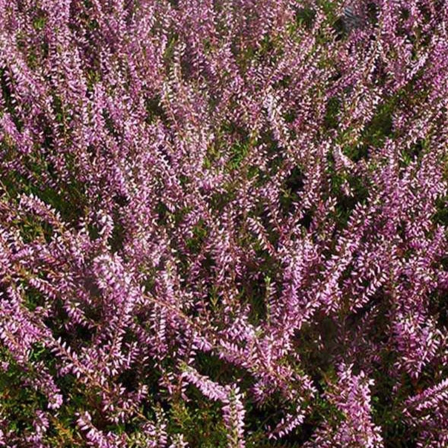 Sommerheide Marlies - Farbe bis in den Herbst