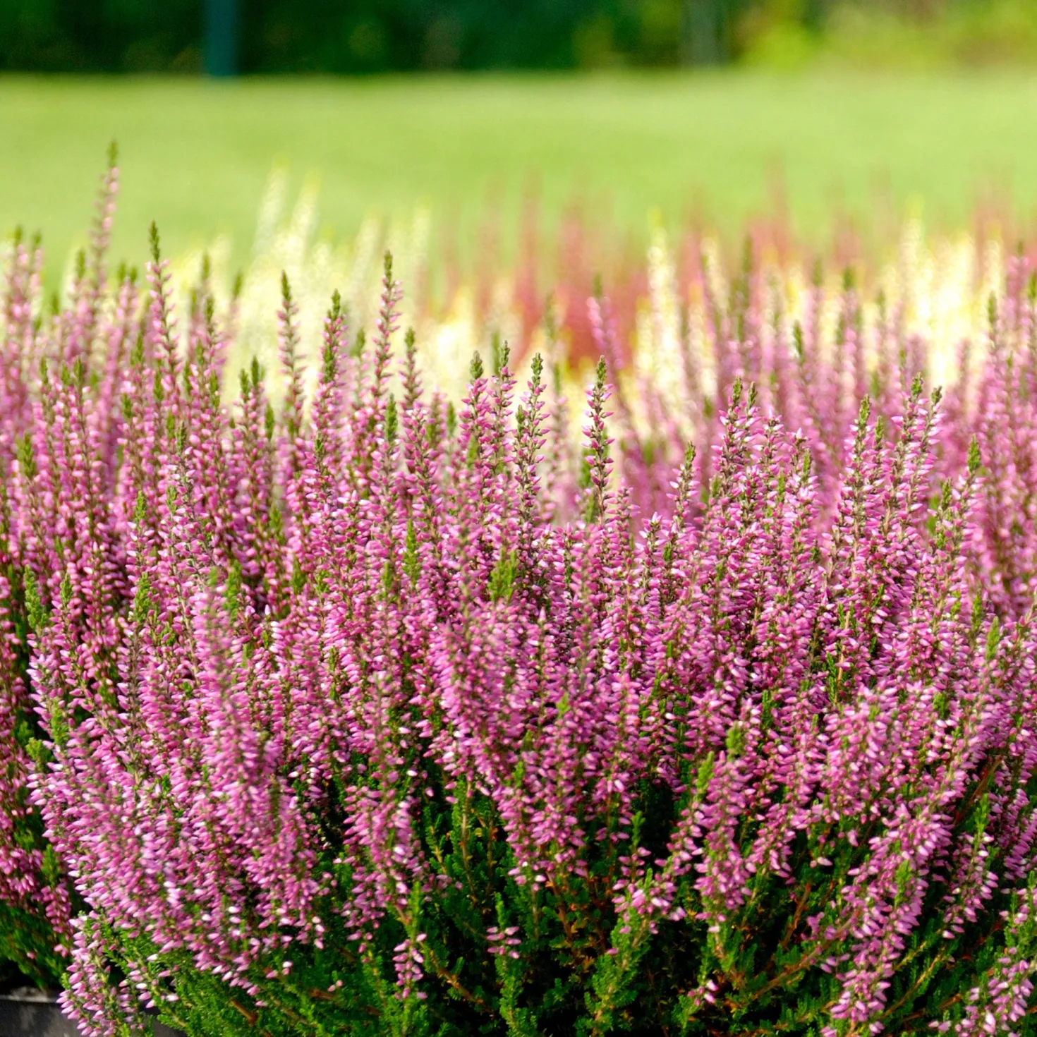 Sommerheide rosa, grünlaubig (x3) - Rosa Blüten bis zum Frost