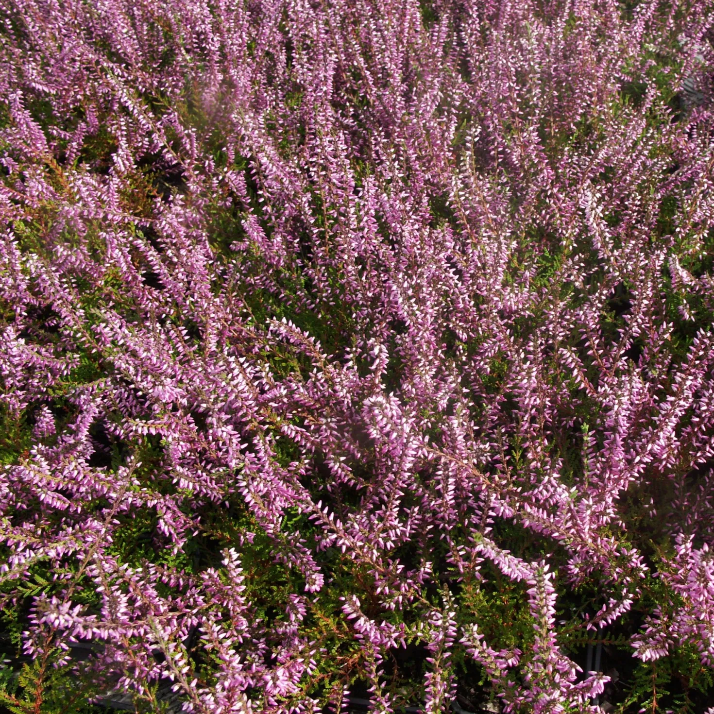 Sommerheide rosa, grünlaubig (x3) - Rosa Blüten bis zum Frost