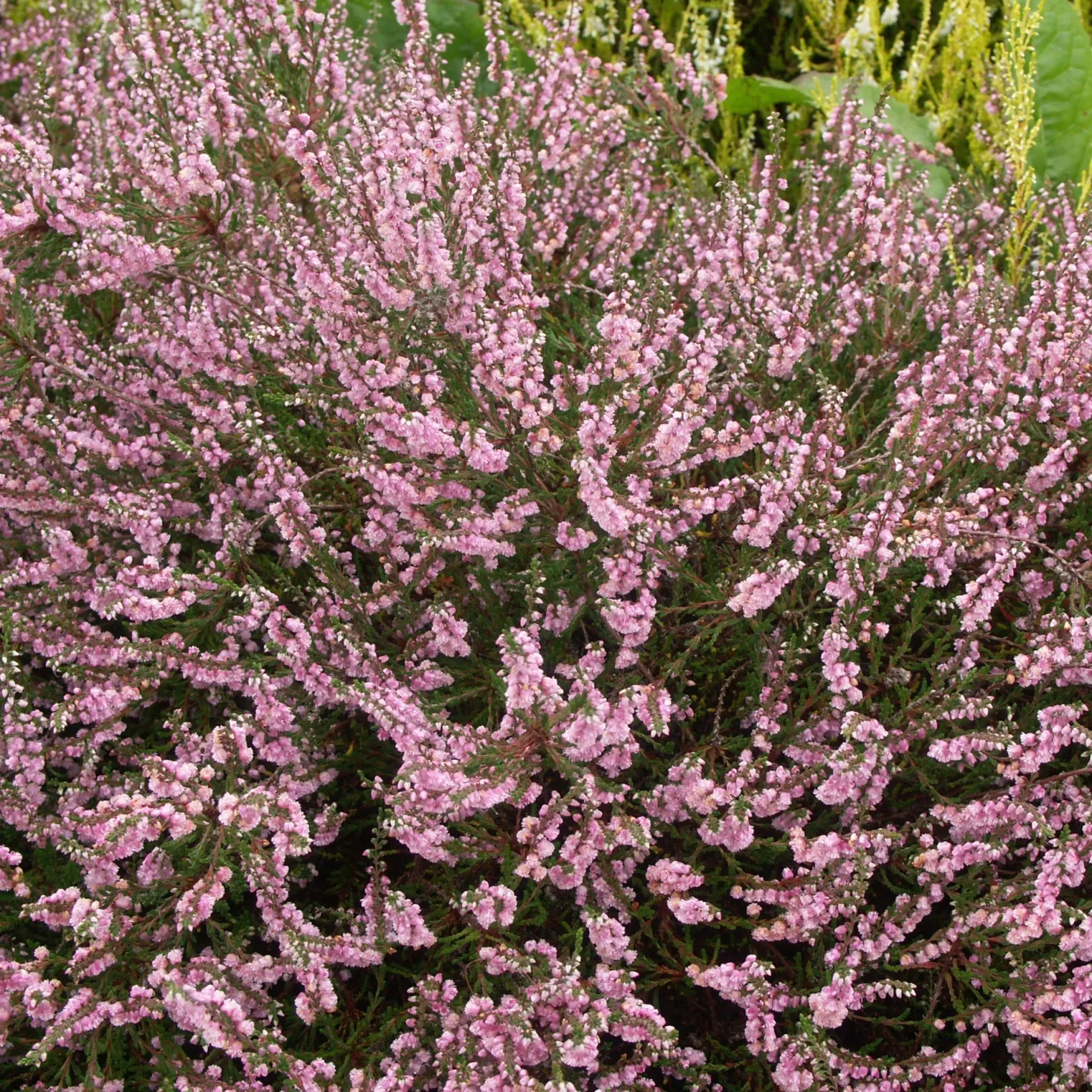 Sommerheide rosa, grünlaubig (x3) - Rosa Blüten bis zum Frost