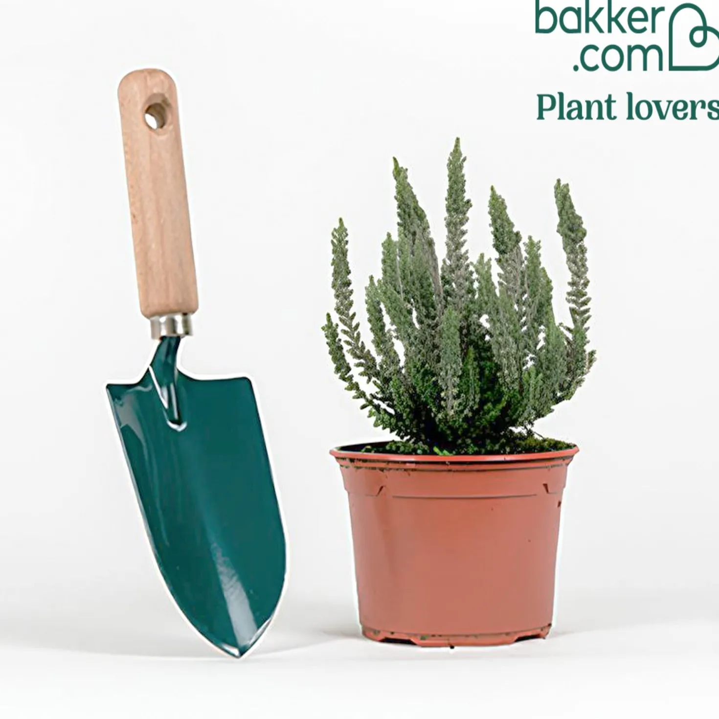 Sommerheide 'Silver Knight' - Silbriges Laub das Farbe hält