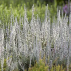 Sommerheide 'Silver Knight' - Silbriges Laub das Farbe hält