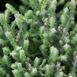 Sommerheide 'Silver Knight' - Silbriges Laub das Farbe hält