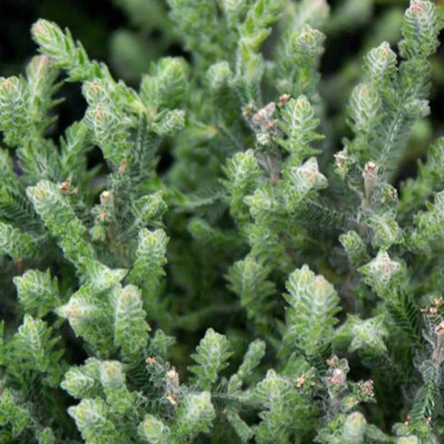 Sommerheide 'Silver Knight' - Silbriges Laub das Farbe hält