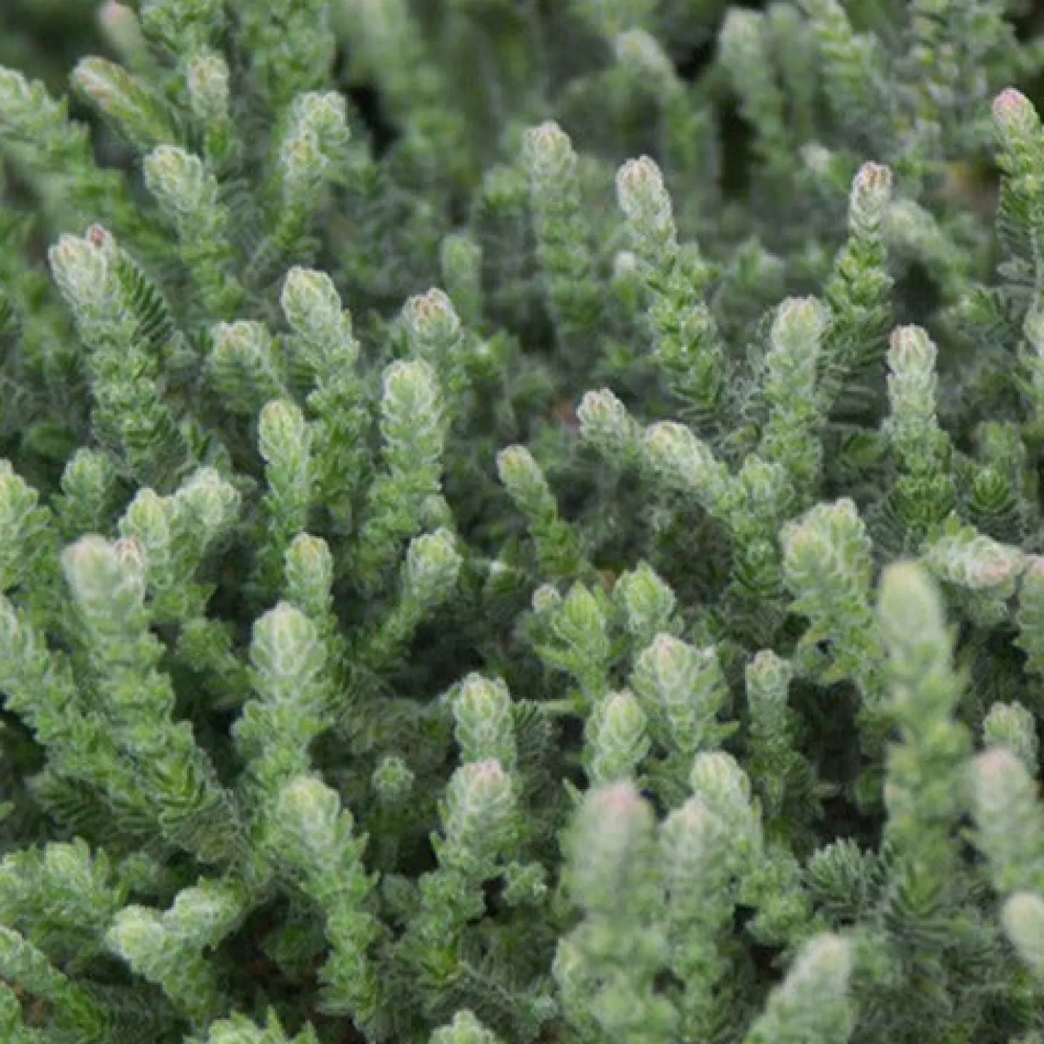 Sommerheide 'Silver Knight' - Silbriges Laub das Farbe hält
