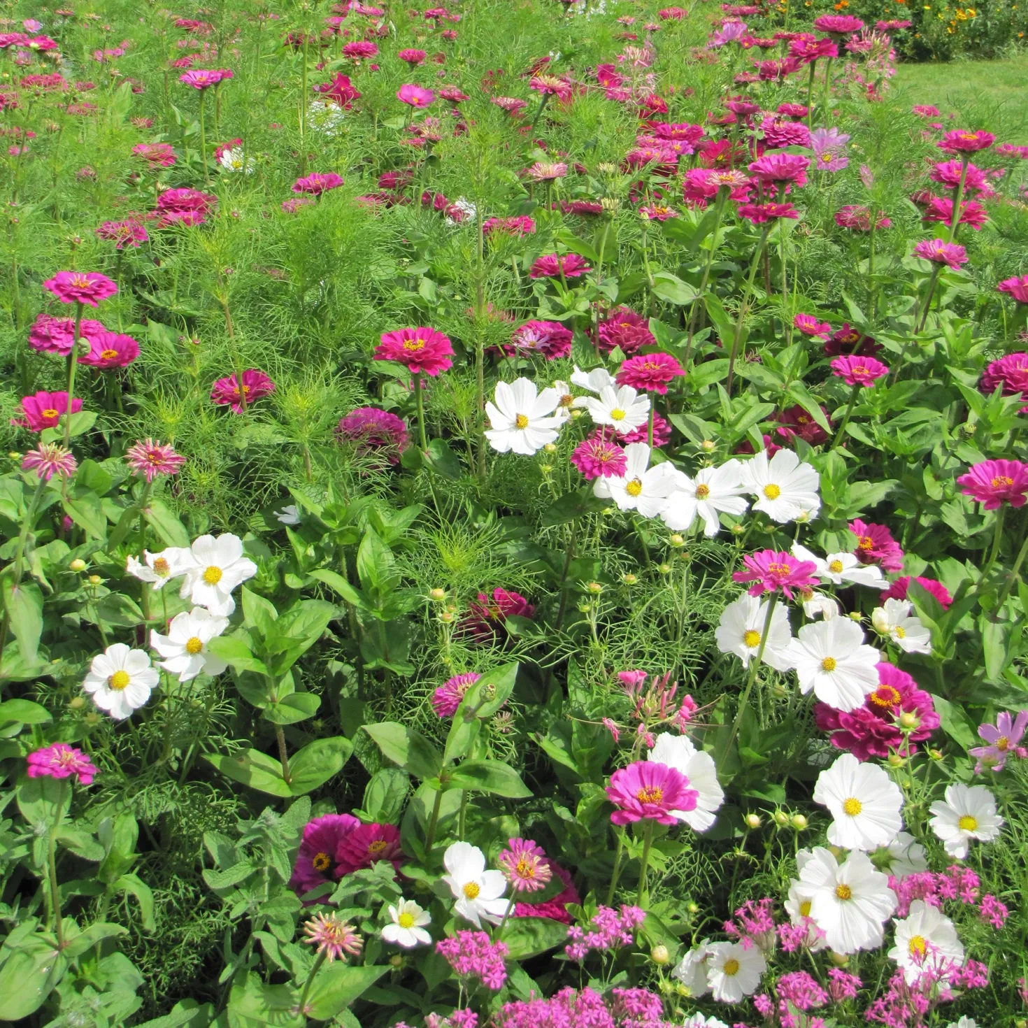 Sommerliche Blumenmischung - Ein Sommer voller Farben