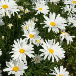 Sommer-Margerite ‘Alaska’ - Weiße Blüten den ganzen Sommer