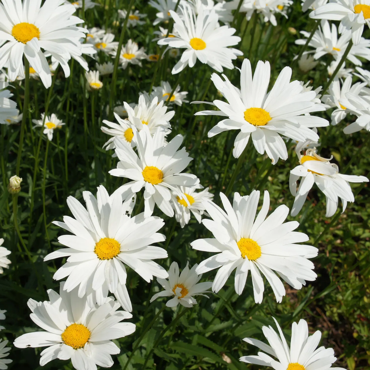 Sommer-Margerite ‘Alaska’ - Weiße Blüten den ganzen Sommer