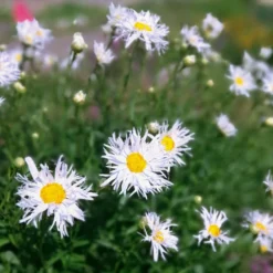 Sommermargeriten ‘Old Court’ (x3) - Weiße Blüten den ganzen Sommer