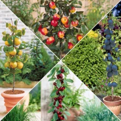 Sommer-Miniobst-Kollektion (x4) - Obstgarten auf kleinem Raum