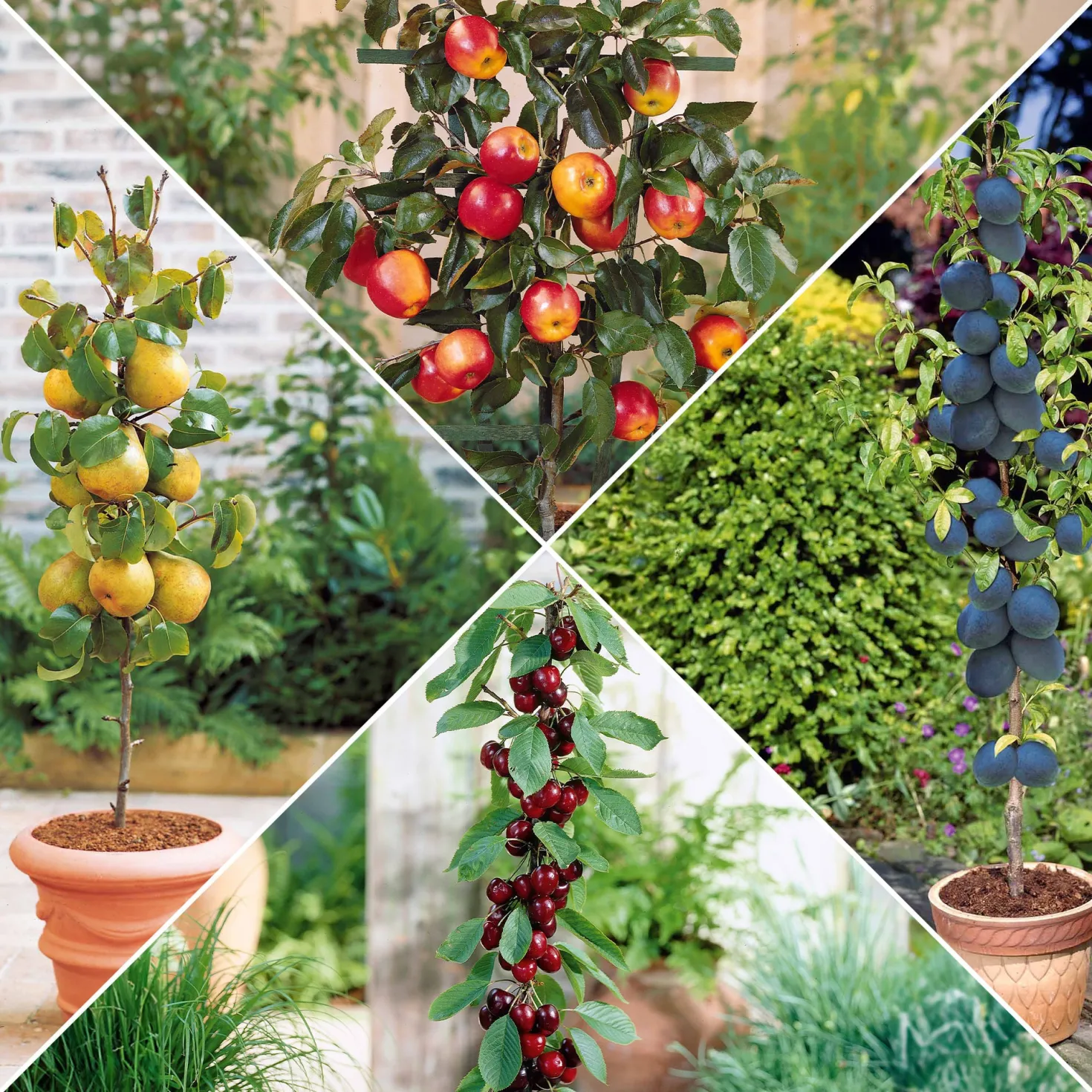 Sommer-Miniobst-Kollektion (x4) - Obstgarten auf kleinem Raum