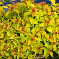 Sommerspiere Merlo® Gold - Goldlaub den ganzen Sommer