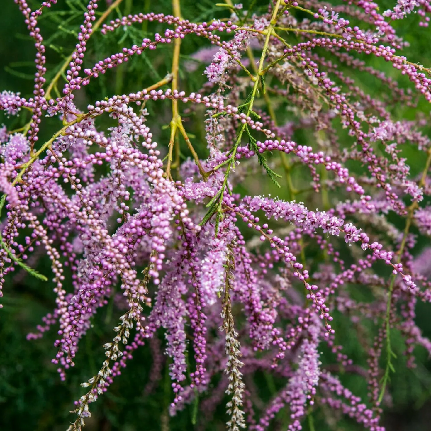 Sommer-Tamariske 'Pink Cascade' - Rosa Blütenwolke im Garten
