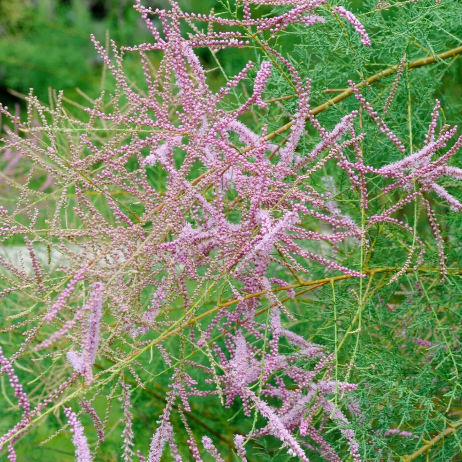 Sommer-Tamariske 'Pink Cascade' - Rosa Blütenwolke im Garten