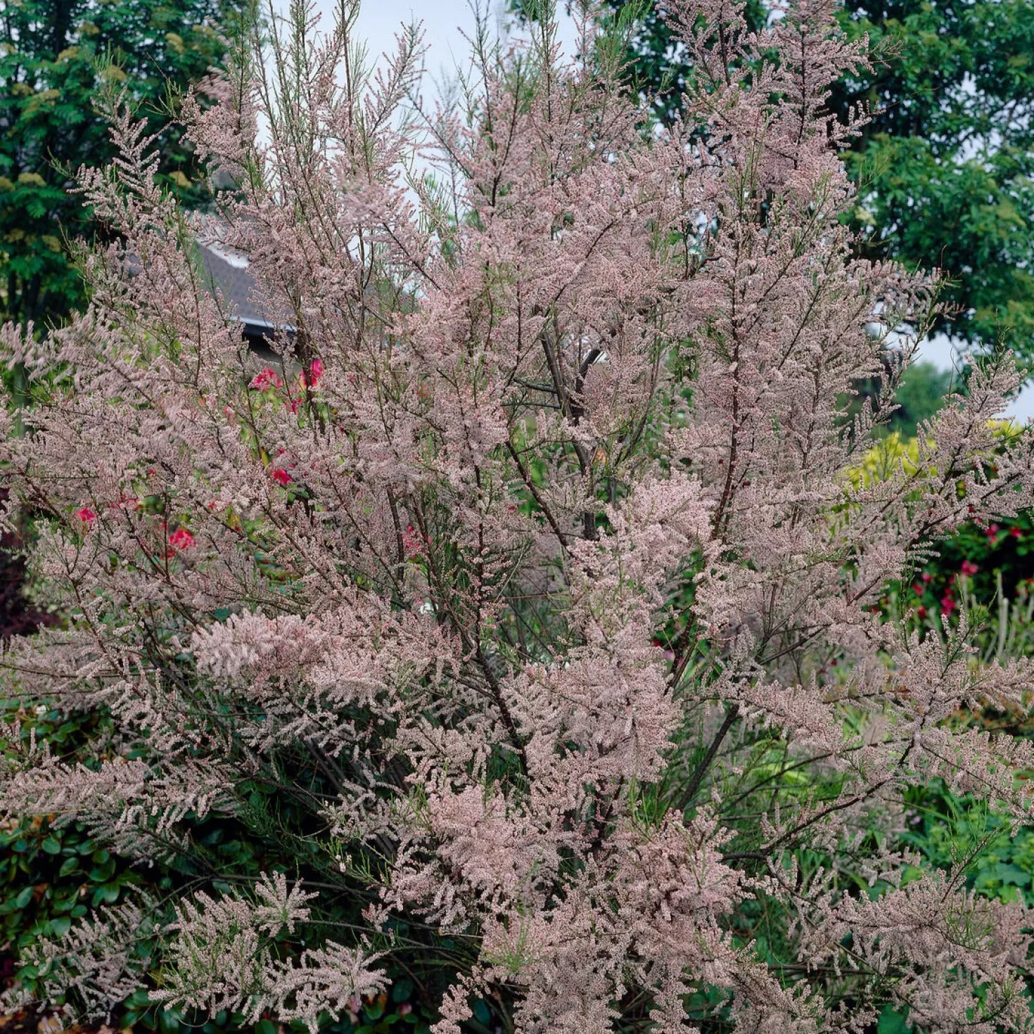 Sommer-Tamariske 'Pink Cascade' - Rosa Blütenwolke im Garten