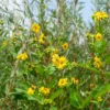 Sonnenblume Capenoch Star - Sonne im Beet den ganzen Sommer