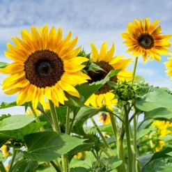 Sonnenblume - Der Sommer wird gelb