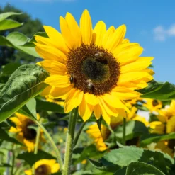 Sonnenblume - Der Sommer wird gelb
