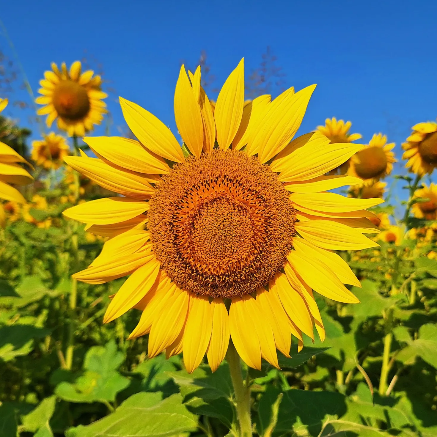Sonnenblume 'Giganteus' - Bis zu 2,5 m Blütenpracht