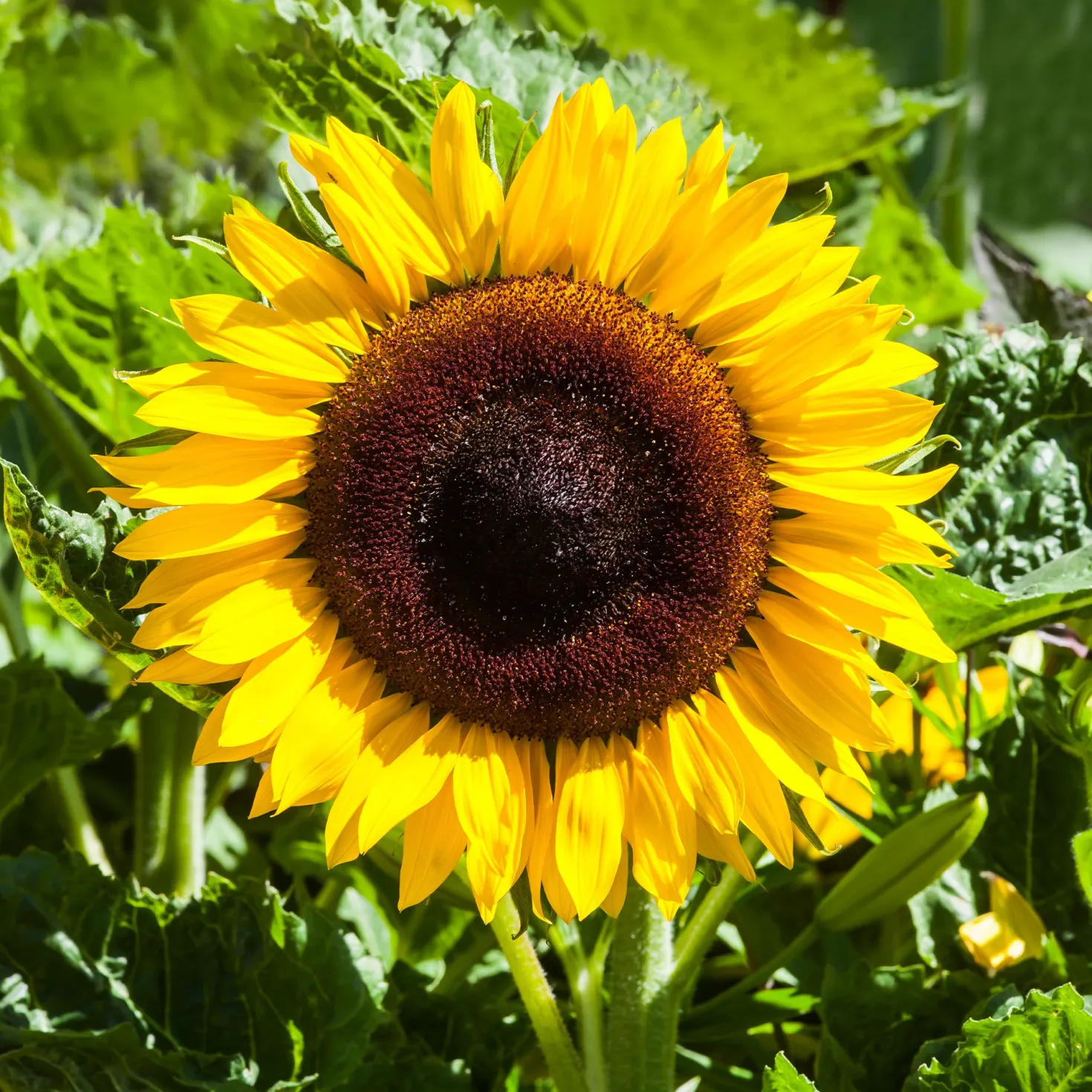 Sonnenblume 'Giganteus' - Bis zu 2,5 m Blütenpracht