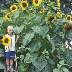 Sonnenblume 'Kong F1' - Bis zu 4 Meter Höhe