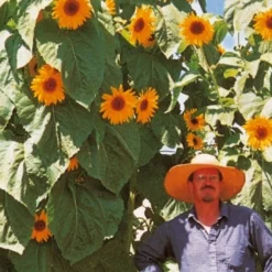 Sonnenblume 'Kong F1' - Bis zu 4 Meter Höhe