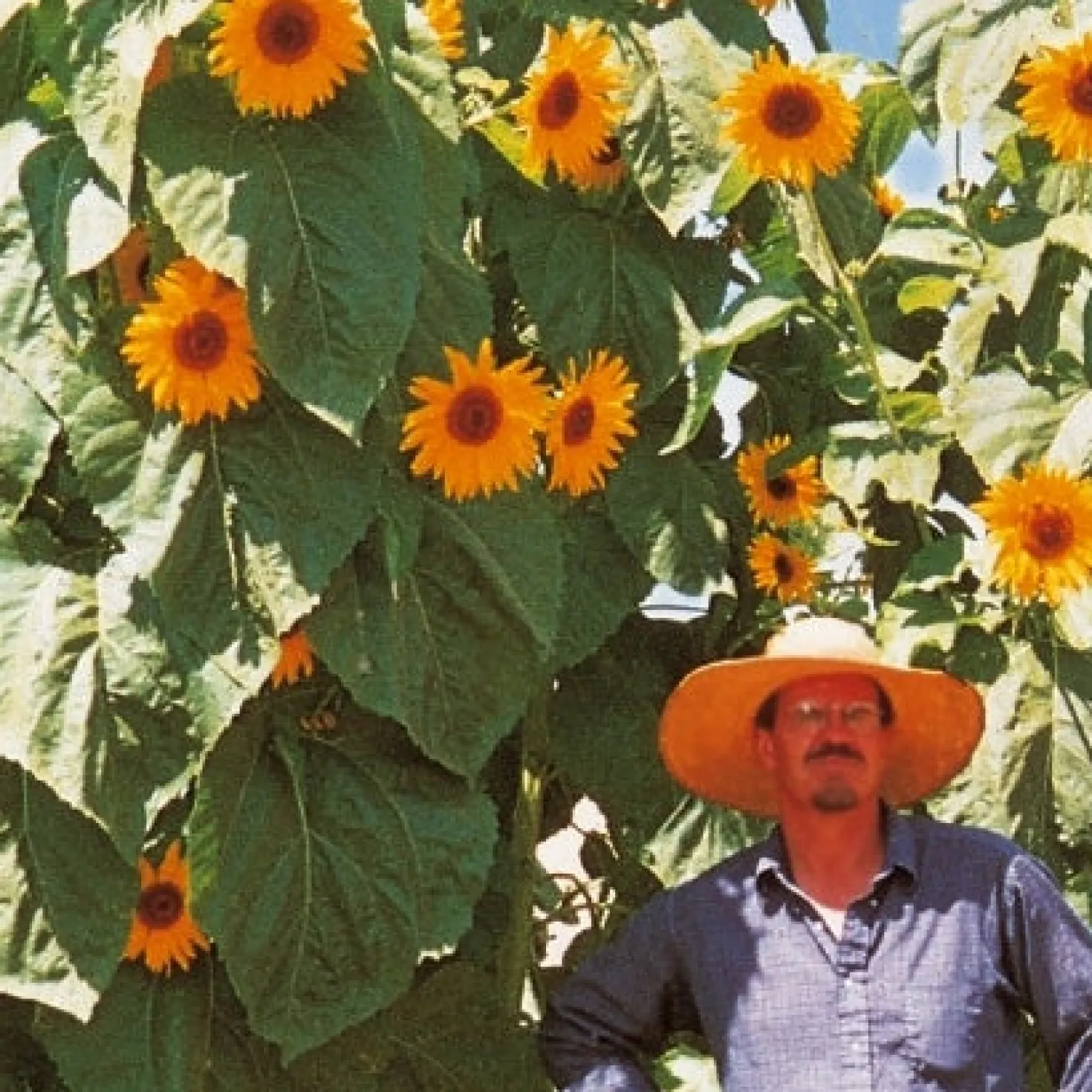 Sonnenblume 'Kong F1' - Bis zu 4 Meter Höhe