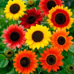 Sonnenblumen Mischung Color Fashion - Farbenfrohe Sonnenblumen