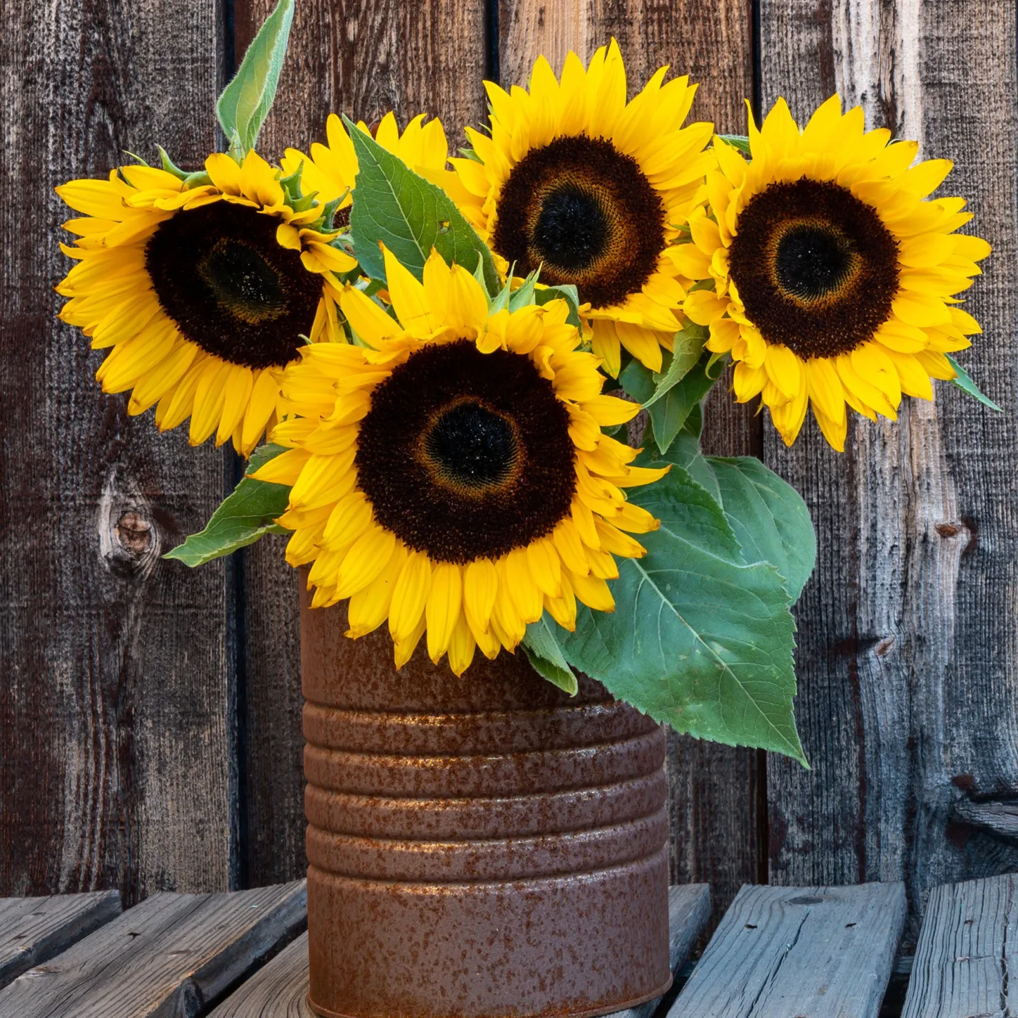 Sonnenblume 'Sunspot' - Große Blüten auf dem Balkon
