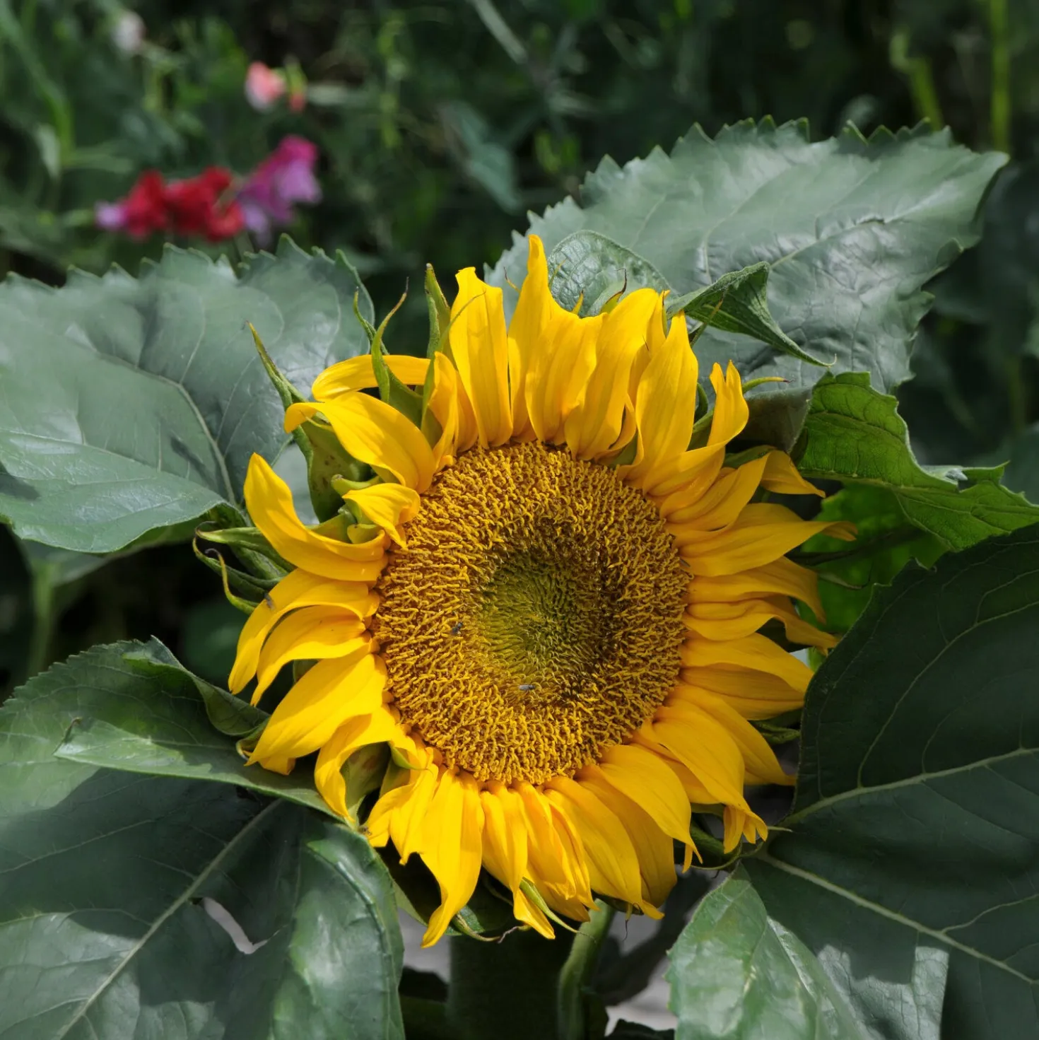 Sonnenblume 'Sunspot' - Große Blüten auf dem Balkon